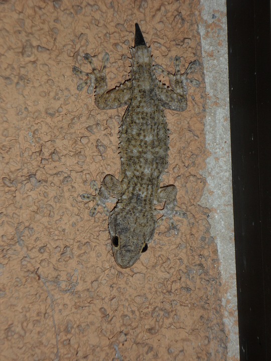 gecko, mediterranean, reptile