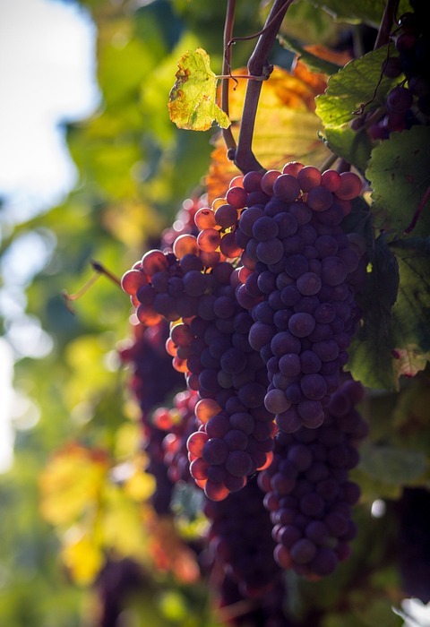 grape, grapes, wine berries