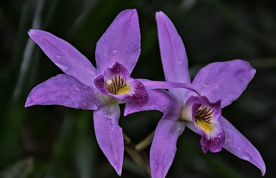 orchid, flower exotic, purple