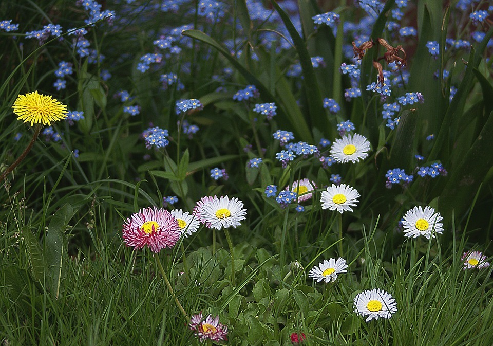 flowers, small flowers, garden flowers