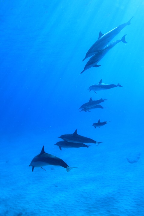 dolphins, underwater, scuba