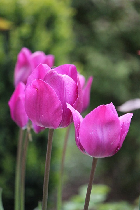 tulips, pink, flowers