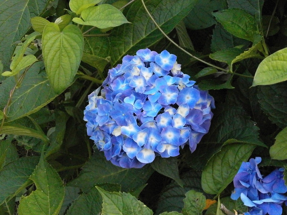 hydrangea, summer flowers, blue flowers