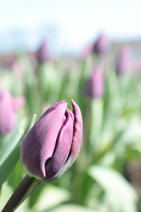 tulip, purple, blossom