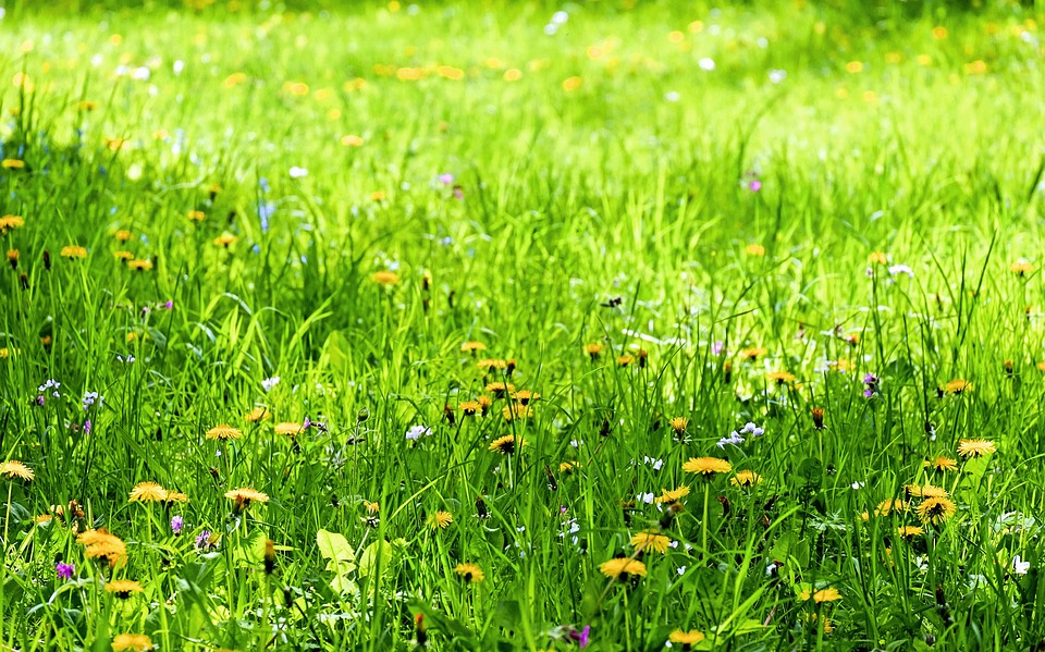 flowers, meadow, flower meadow