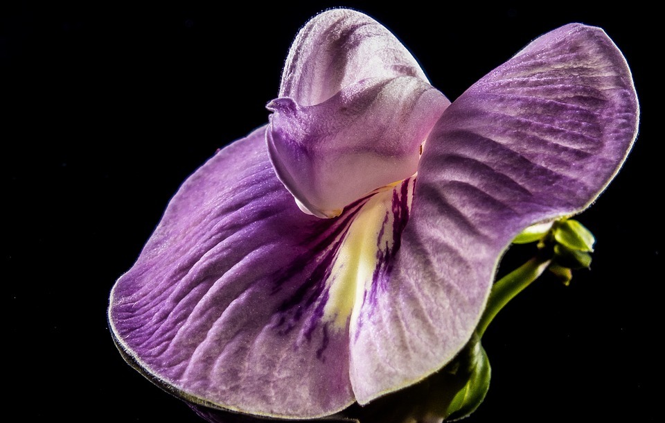 small flower, flower, violet