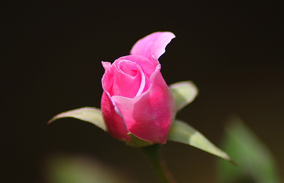 bud, flower, rose