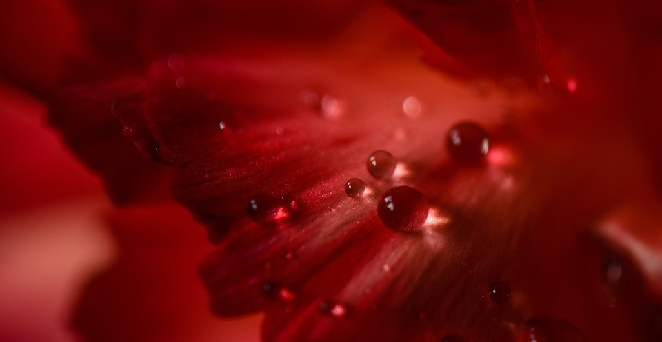 red, petal, flower