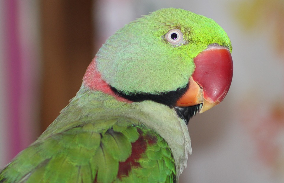 bird, colorful, parrot