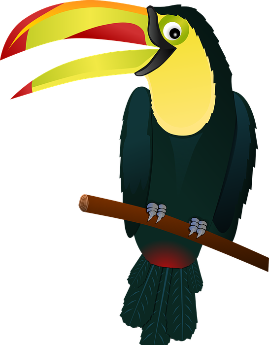 toucan, bird, tropical