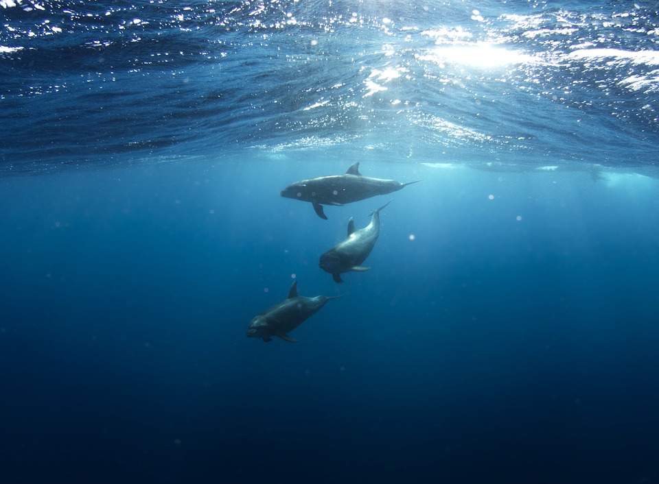 dolphins, underwater, animals
