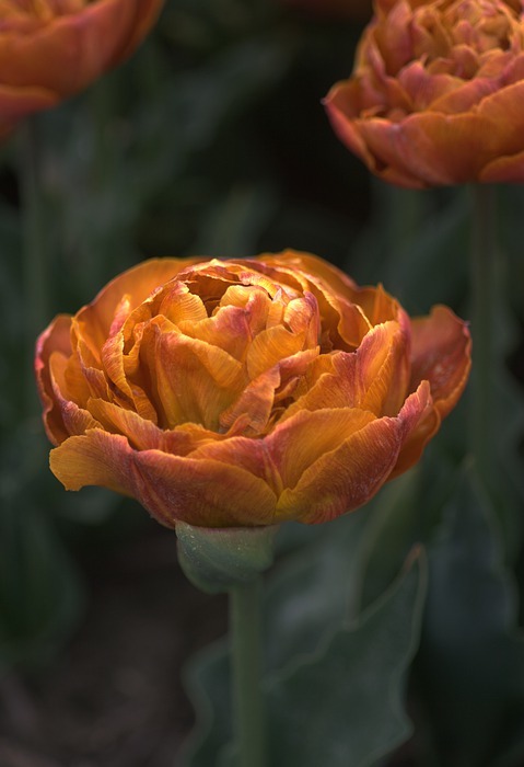 tulip, brown, orange