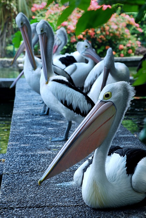 pelican, bird, animals