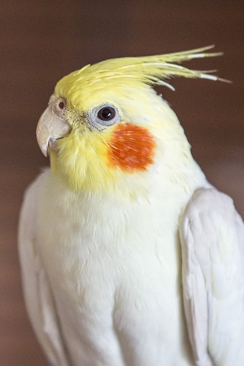 cockatiel, parakeet, bird