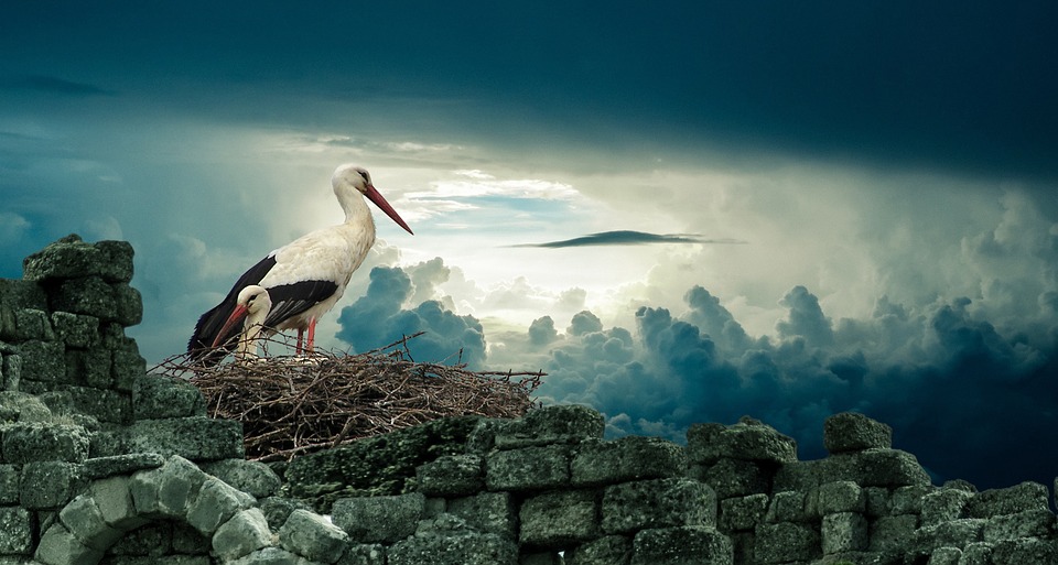 stork, nest, bird