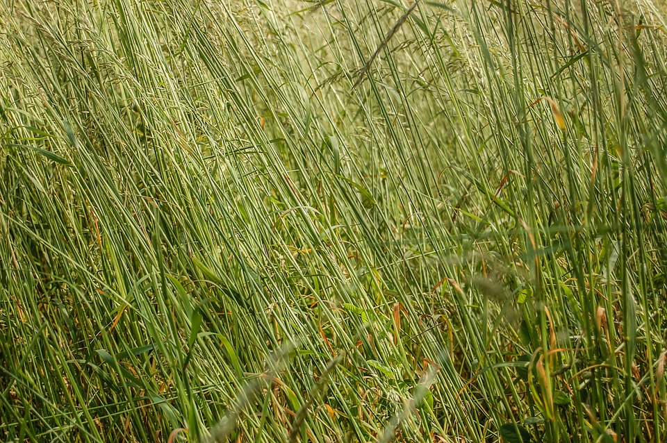 grass, texture, the background