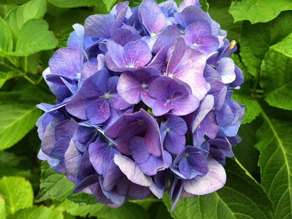 hydrangea, blue, blossom