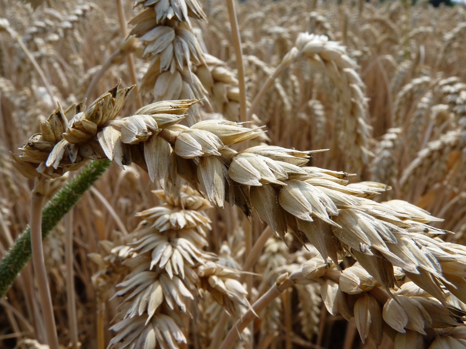 wheat, cornfield, thanksgiving