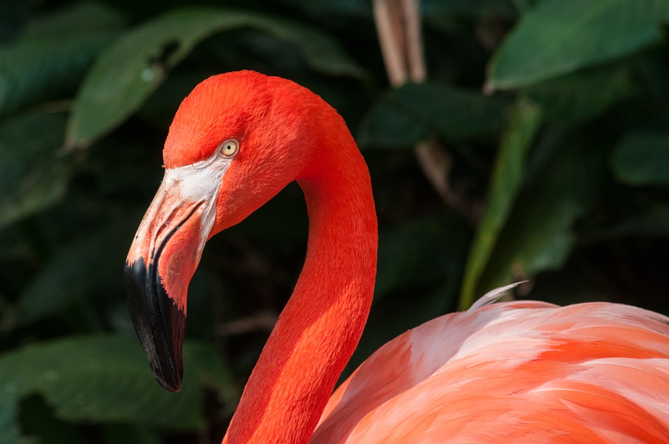 flamingo, zoo, bird