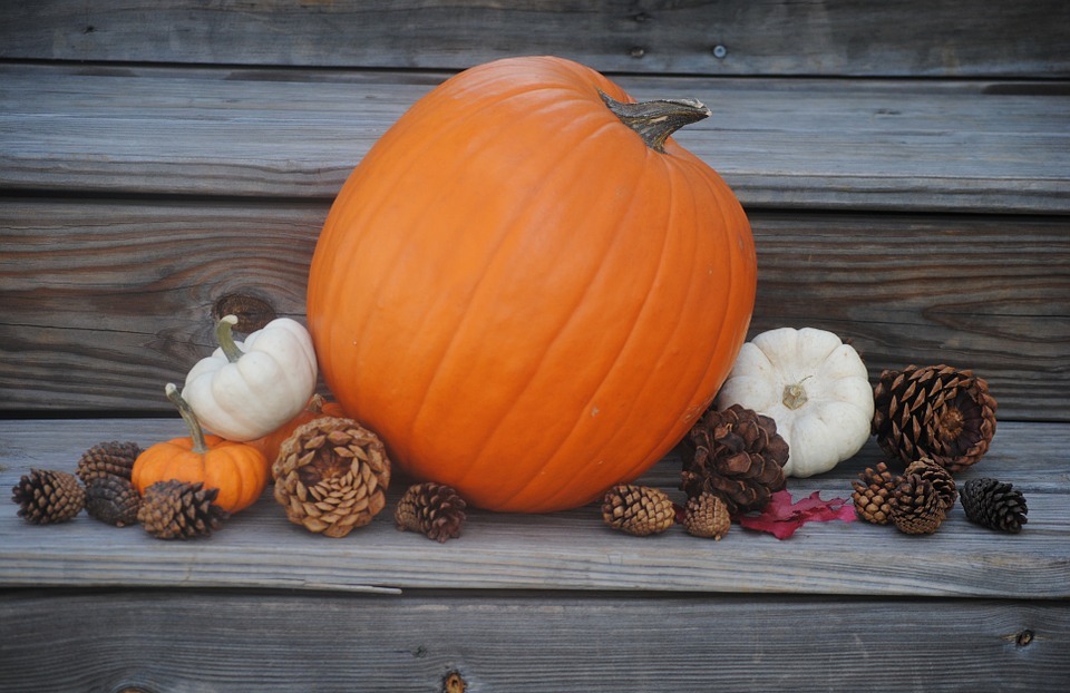 pumpkin, thanksgiving, holiday