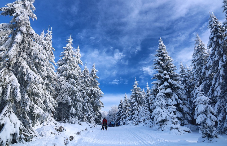 skiing, snow, trees