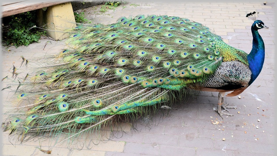 peacock, proud bird, colorful