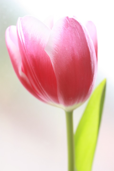 tulip, flower, rosa