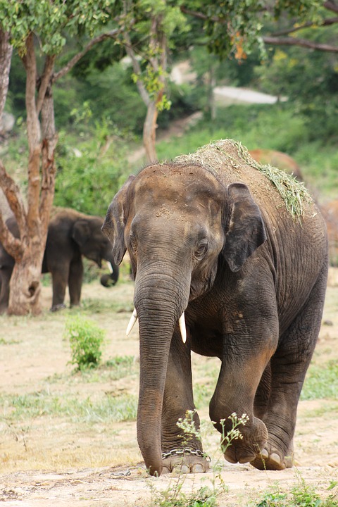 elephant, big, nature