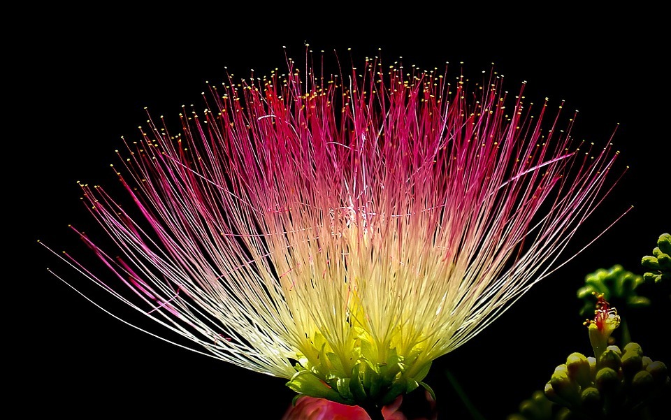 flower, exotic, colorful