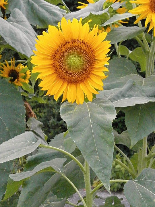 sunflower, summer flowers, yellow flowers
