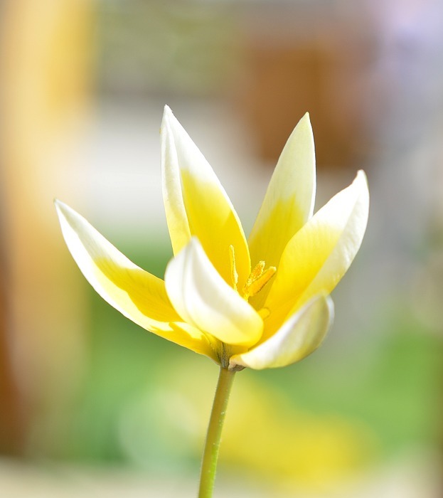 small star tulip, star tulip, flower