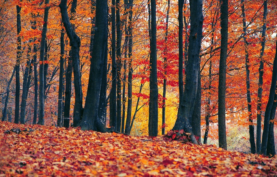 fall, leaf, wood