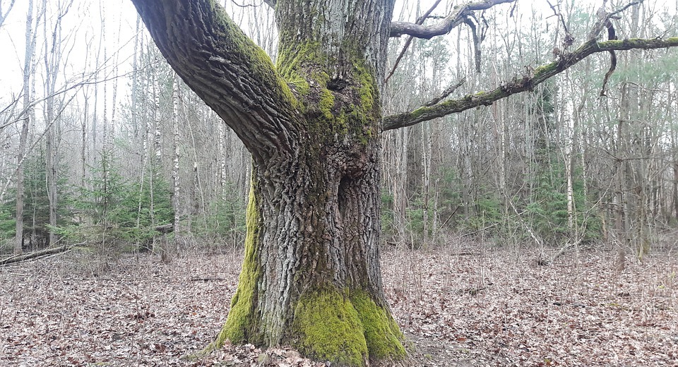 oak, forest, spring