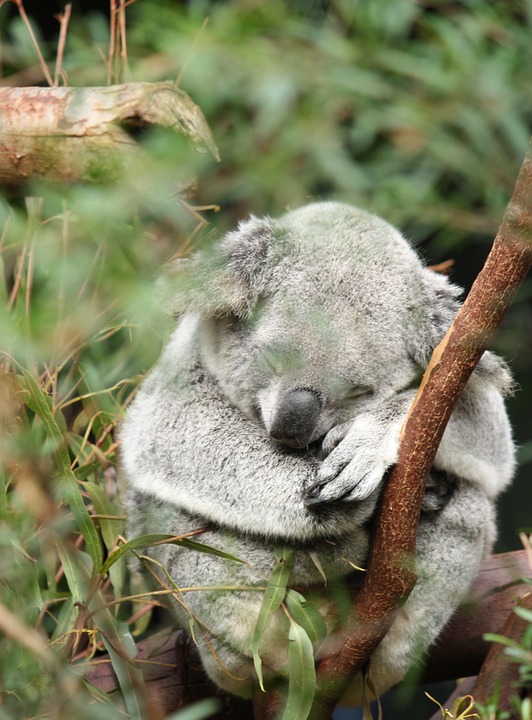 australia, koala, marsupial