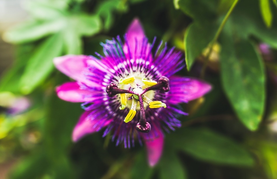 passion flower, exotic, blossom