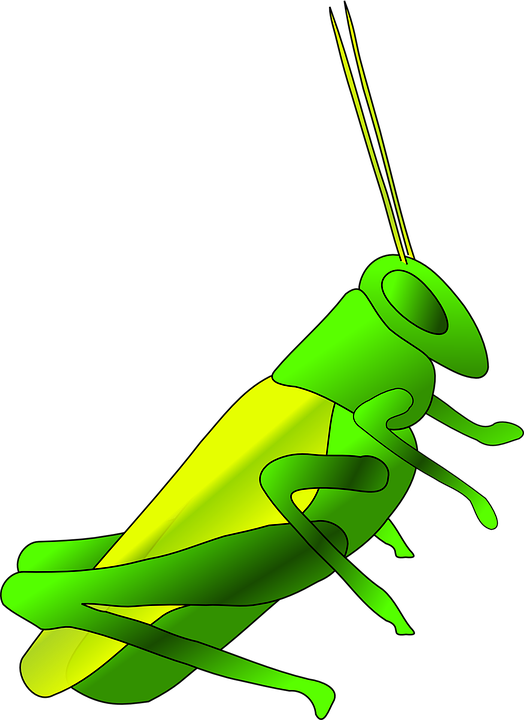 cricket, long, green