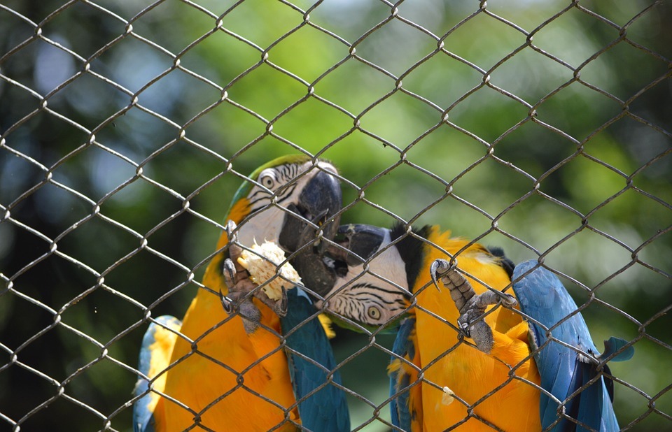 macaws kissing, bird, tropical birds