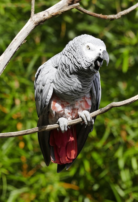 parrot, grey, bird