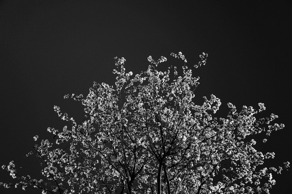 tree, blossoms, black and white