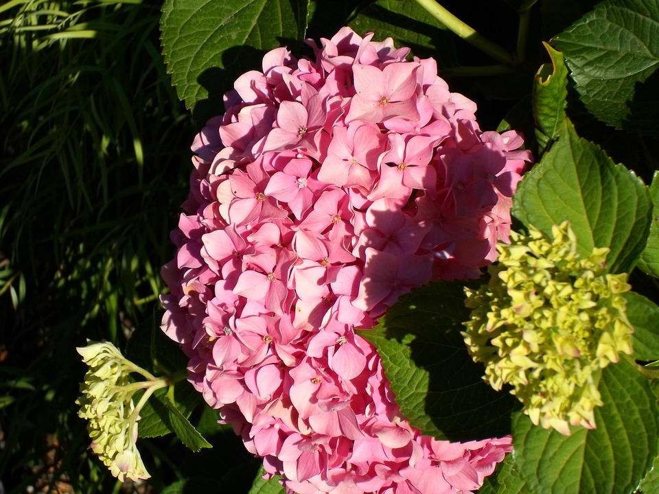 hydrangea, pink, flowers