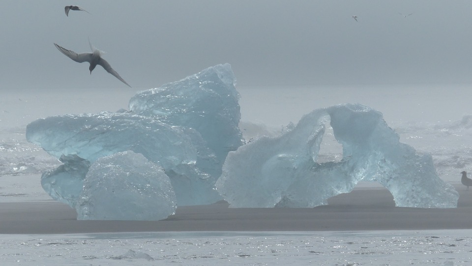 iceland, iceberg, bird