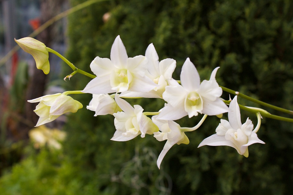 orchid, white, exotic