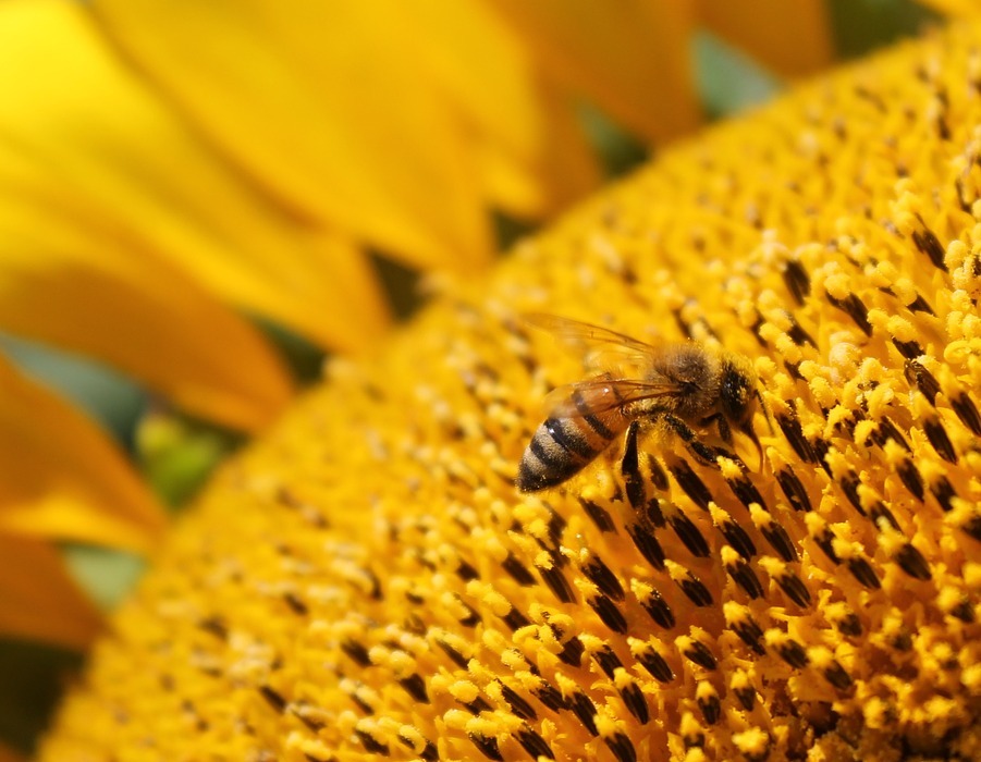 sunflower, flower, honeybee
