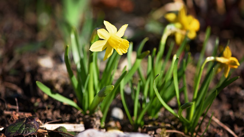daffodils, spring, flower