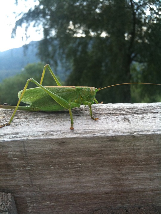 cricket, bug, animal