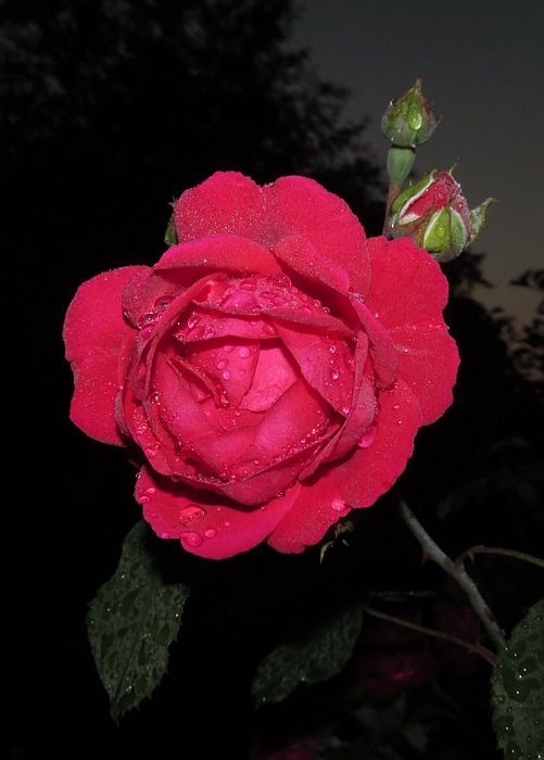 flower, rose, petal