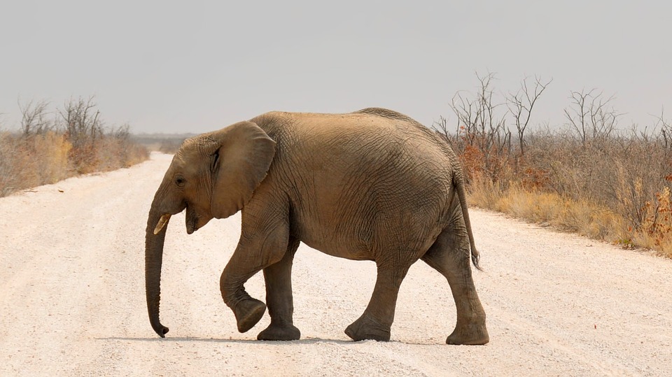 elephant, baby elephant, africa