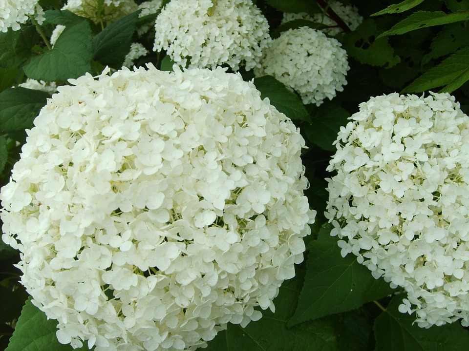 hydrangea, white flower, summer