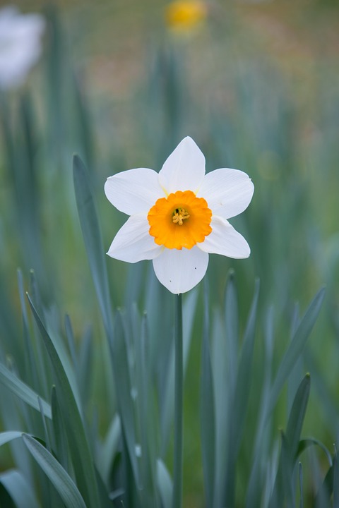 daffodil, flower, spring