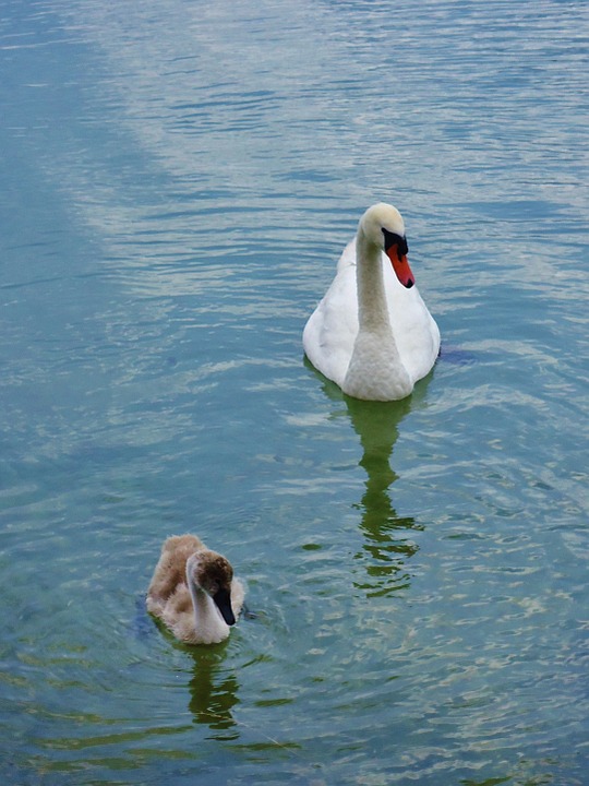 swan, baby, water